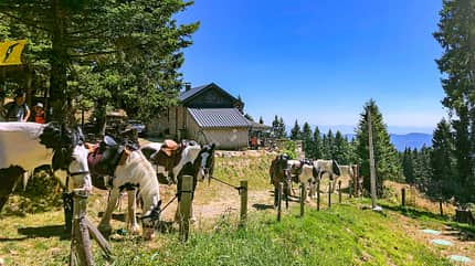 Elsass, Frankreich Campingreise Elsass f