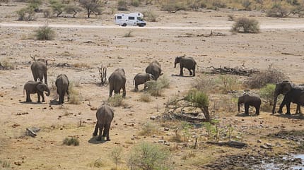 Namibia Reise f Elefant