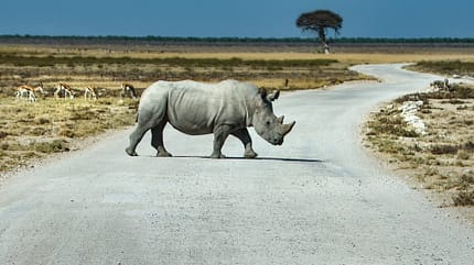 Namibia Reise f Etosha-Park