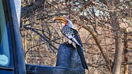 Namibia Reise f Toko