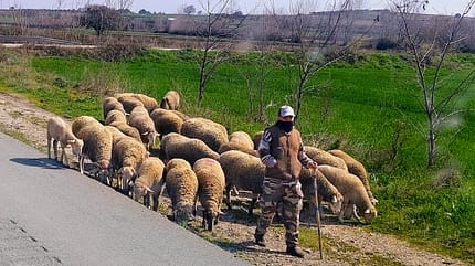 Tuerkei Reise Tuerkei Schafe