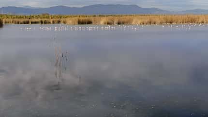 Winter, Spanien, Ueberwintern Winter in Spanien f Flamingo