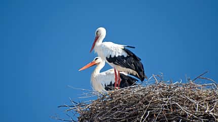 Vogel, Birdwatching, Naturerlebnis Birdwatching Storch f