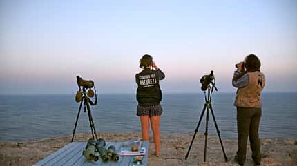 Vogel, Birdwatching, Naturerlebnis Birdwatching Portugal f