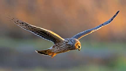 Vogel, Birdwatching, Naturerlebnis Birdwatching Greifvogel i