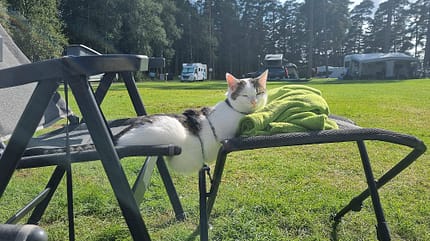 camper, tagebuch, katze, urlaub, campingplatz Camper-Tagebuch - Liege