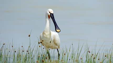 Burgenland, Oesterreich Burgenland Reise Vogel f