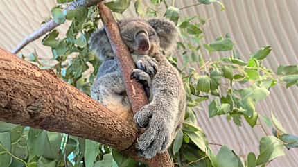 Australien, Queensland Roadtrip Queensland Koala f