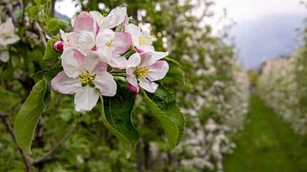 Italien, Südtirol, Apfelblüte, Plantage, Äpfel, Detail Apfelbäume in Südtirol Detail