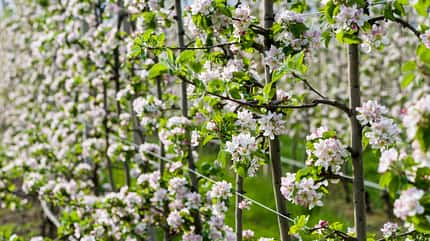 Italien, Südtirol, Apfelblüte, Berge, Apfelplantagen, weiße Blüten Apfelplantage mit weißen Blüten