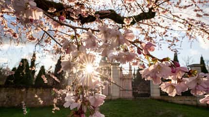 f_Neckar_Kirschblüte