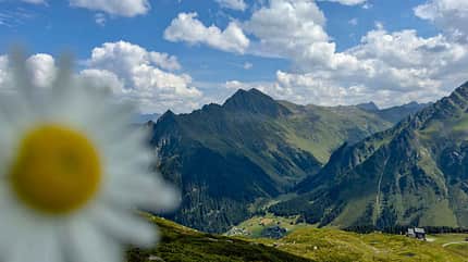 f_Montafon, Reise, Gänseblümchen, Schafberg, Gargellen f_Montafon_Reise_Gänseblümchen