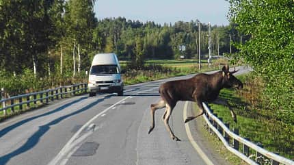 Reise Finnland Reise Finnland Moor
