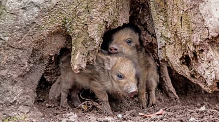 Wildpark, Safari, Tripsdrill, Wildschweine Tripsdrill Wildpark Wildschweine