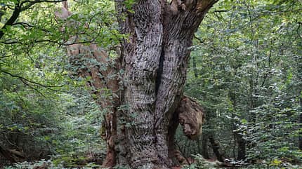Hasbruch, großer Baum