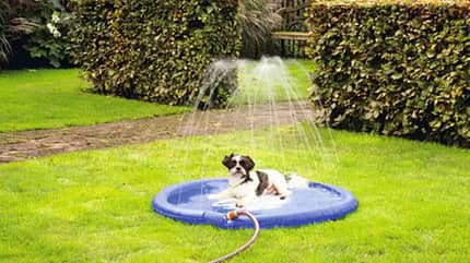 Hund, Sommer, Hitze, Hundepool, Karlie i_Hunde_Sommerhitze_Hundepool2