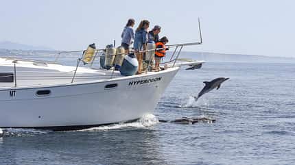 Delfine, Meer, Boot, Portugal