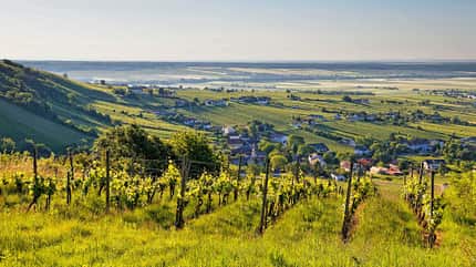 Weinberge, Urlaub, Österreich