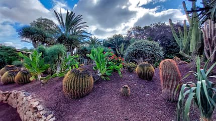 Kanarische Inseln, Reise, Kakteen, Garten, Jardín de Cactus