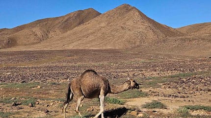 Dromedar, Marokko, Camping, Urlaub, Winter, Wohnmobil