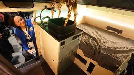 Wheel24 Puccino Unimog