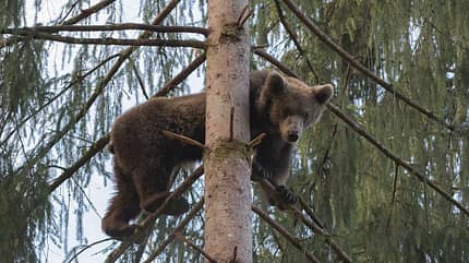 Bär, Alternativer Wolf- und Bärenpark, Schwarzwald, Naturcamping
