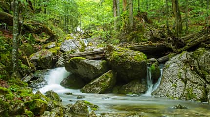 Rothwald, Urwald, Österreich, Alpen