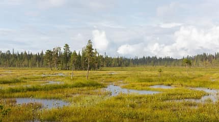 Muddos, Urwald, Schweden, National Park