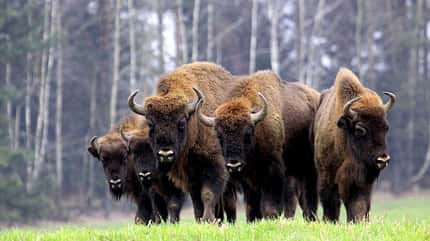 Bisons, Polen, Urwald, National Park
