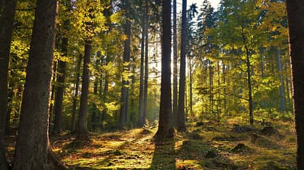 Wald, Tschechien, Urwald, National Park