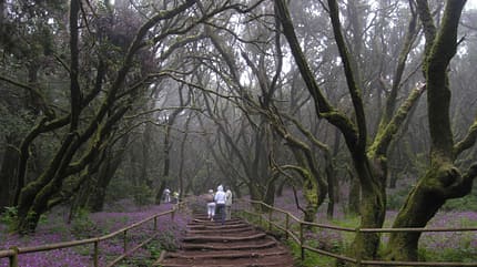 Lorbeerwald, Spanien, Gomera, Urwald