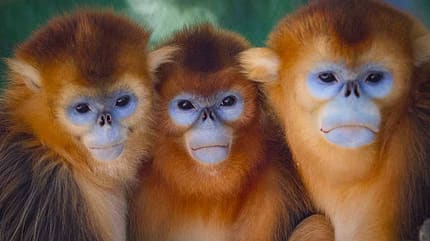 ZooParc de Beauval