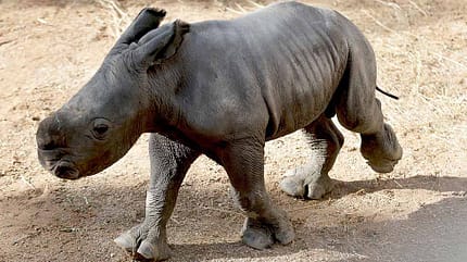 Bioparc Valencia