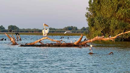 Reise, Donau, Biosphärengebiet, Delta, Vögel xo_Donaureise_Vogel