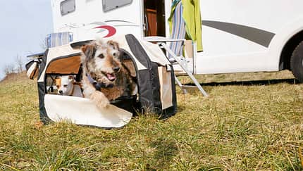 Hundebox