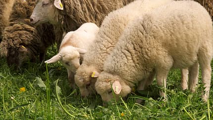 schaf, lamm, beutenlay, hutebuche, hopfenburg, hofgut, münsingen, schwäbische alb, wohnmobil, promobil Genau 45 Mutterschafe erfreuen sich auf der Hopfenburg bester Gesundheit. Beweis für diese These: 15 neue Lämmer in der Saison 2013.