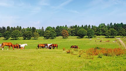 Pferdekoppel in der Nähe von Clausthal-Zellerfeld.