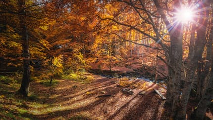 Herbstziele