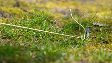 Tent Peg