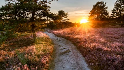 Lüneburger Heide 