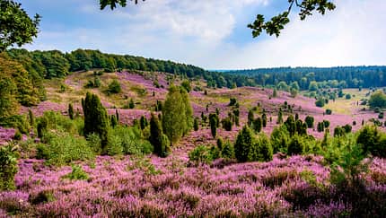 Lüneburger Heide 