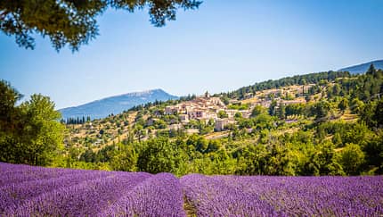 Lavendelfeld in der Provence.