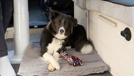 Reisen mit Hund, Camping mit Hund, Hund, Service Reisen mit Hund Wohnmobil