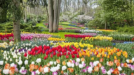 Keukenhof Niederlande