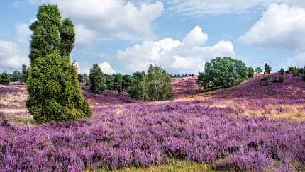 Heathland with juniper - LÃ¼neburger Heide, Lower Saxony