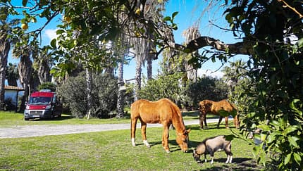 Campingplatz, Pferd, Campingbus, Bäume