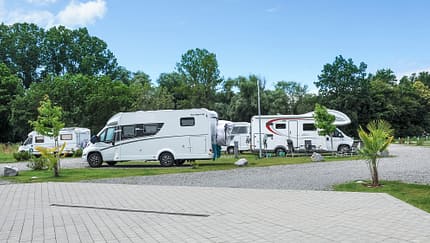 Kenzingen, Bäume 