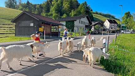 Almauftrieb, Appenzeller