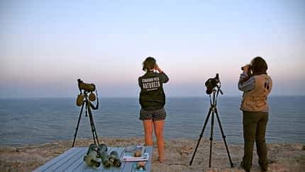 Birdwatching Portugal f