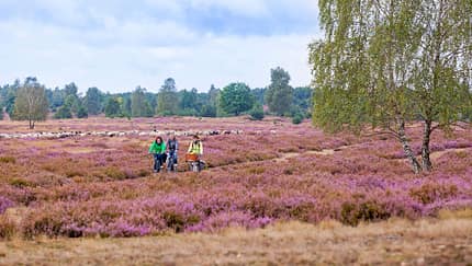 Niederlausitzer Heide